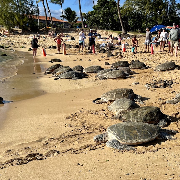 Img: summer, beach, nature, outdoors, sea, turtle, tortoise, person, hat, soil