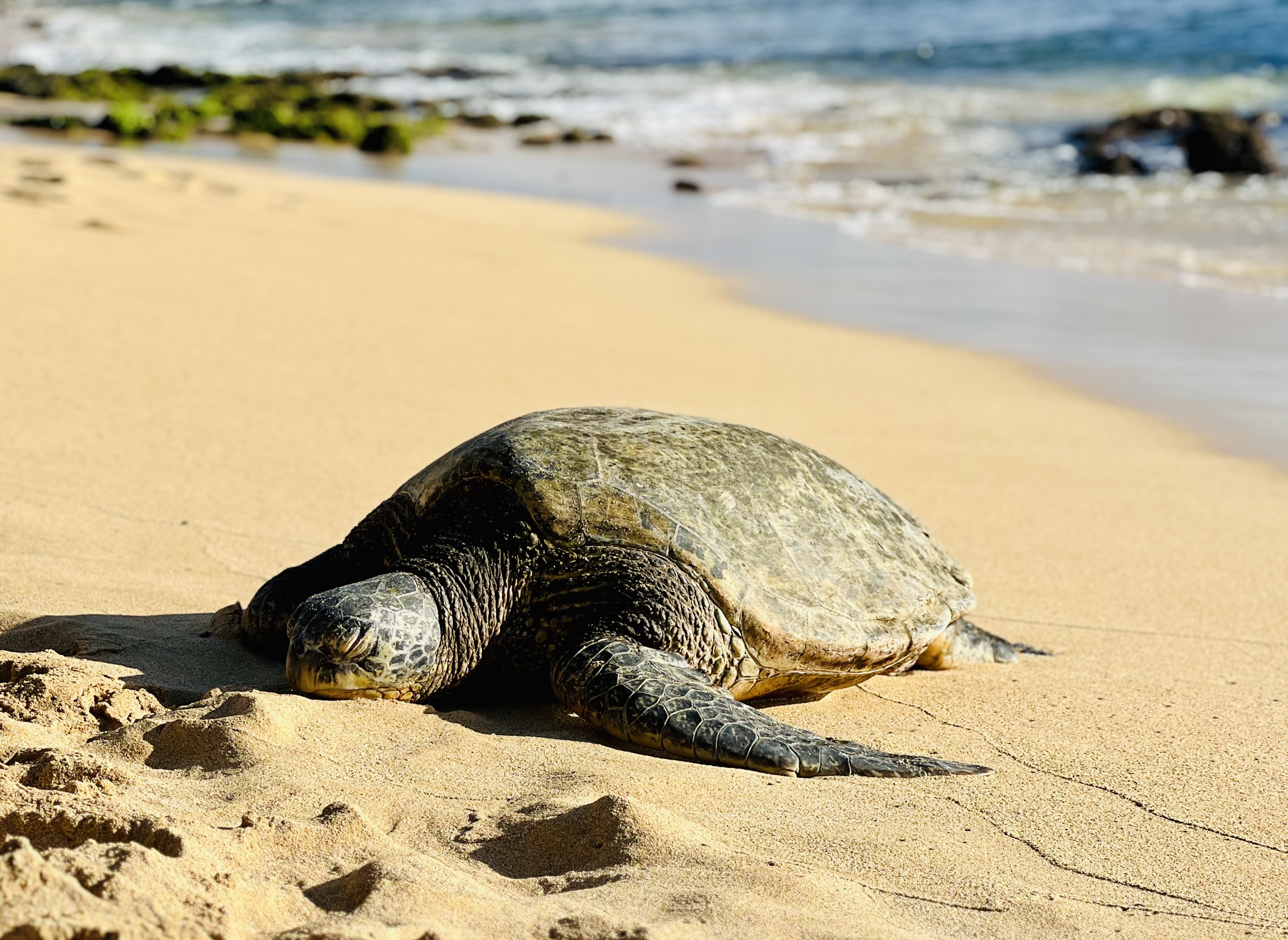 Img: animal, reptile, sea life, turtle, tortoise, sea turtle, nature, outdoors, sea, beach