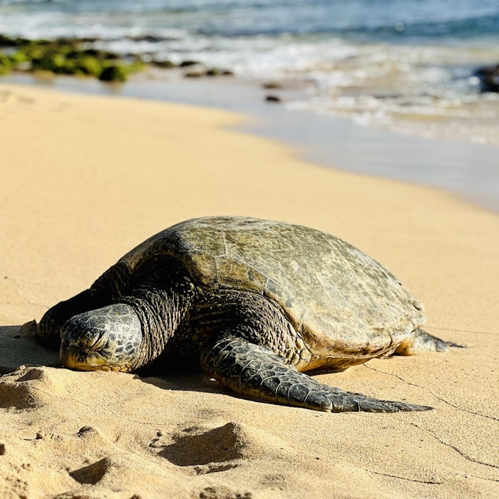 Img: animal, reptile, sea life, turtle, tortoise, sea turtle, nature, outdoors, sea, beach