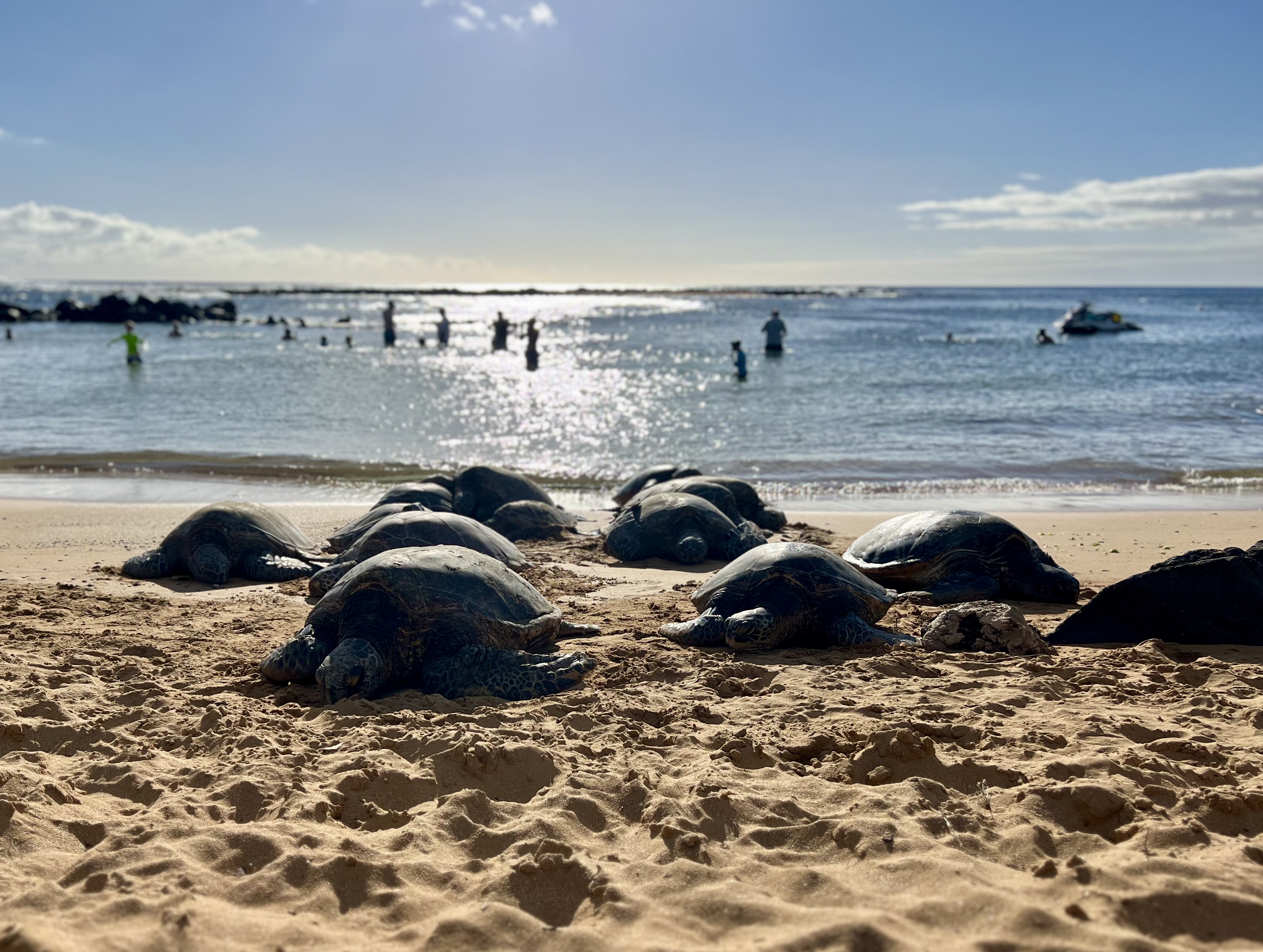 Img: beach, nature, outdoors, sea, water, turtle, tortoise, sea turtle, person, boat