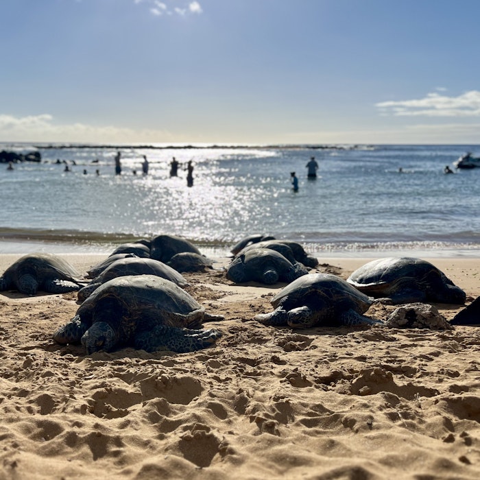 Img: beach, nature, outdoors, sea, water, turtle, tortoise, sea turtle, person, boat