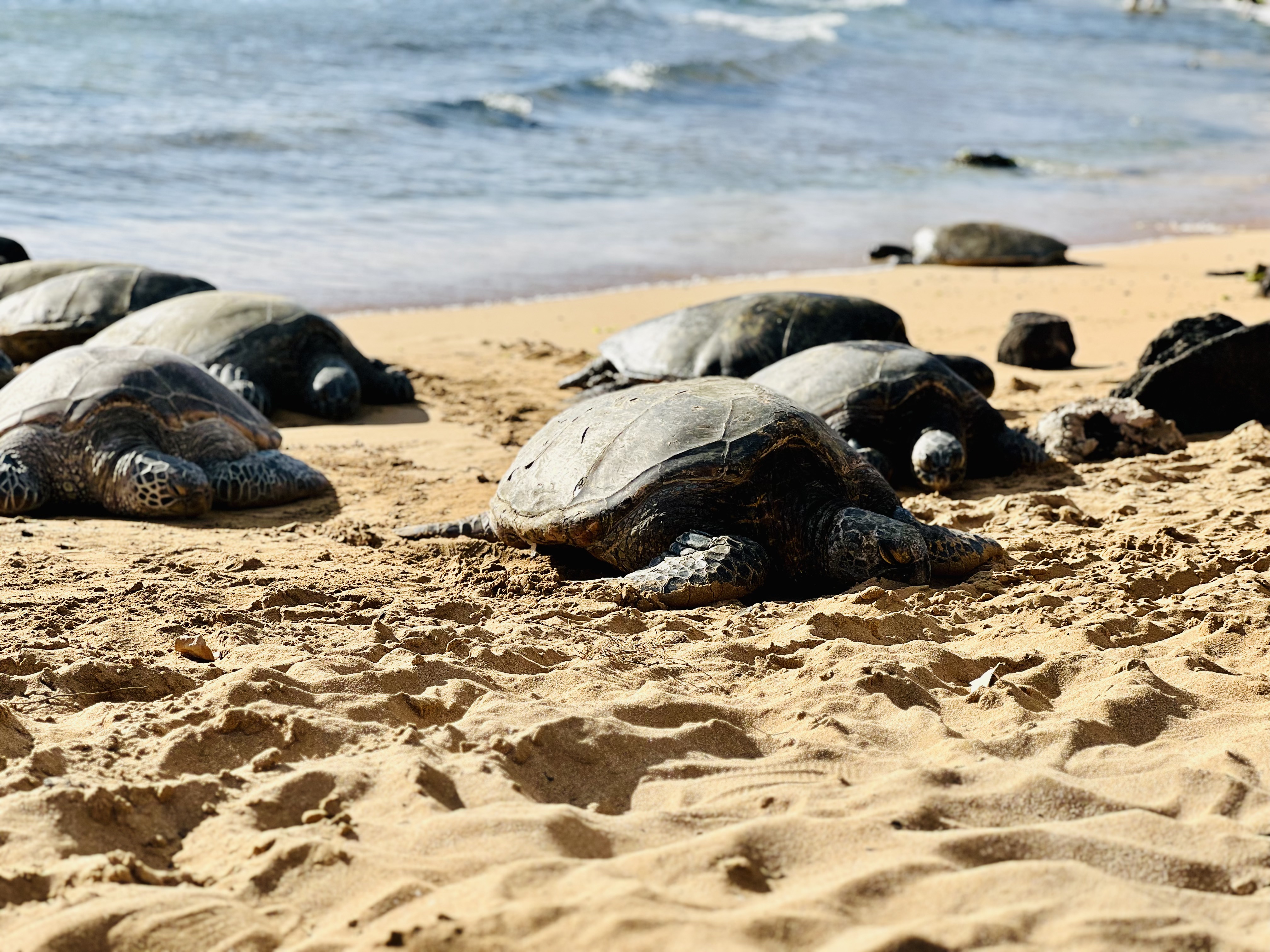 Img: animal, sea life, turtle, beach, nature, outdoors, sea, water, tortoise, sea turtle