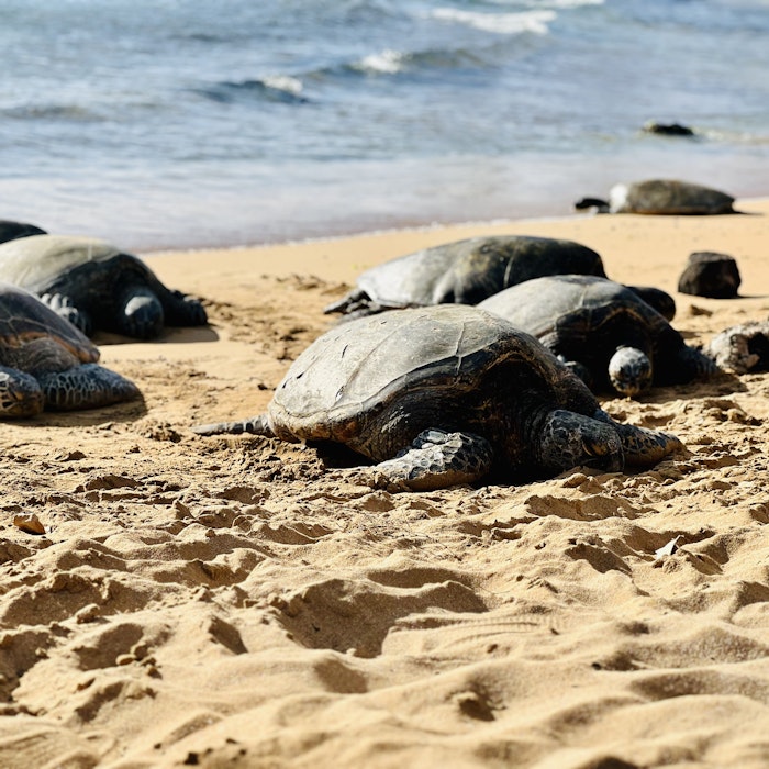 Img: animal, sea life, turtle, beach, nature, outdoors, sea, water, tortoise, sea turtle