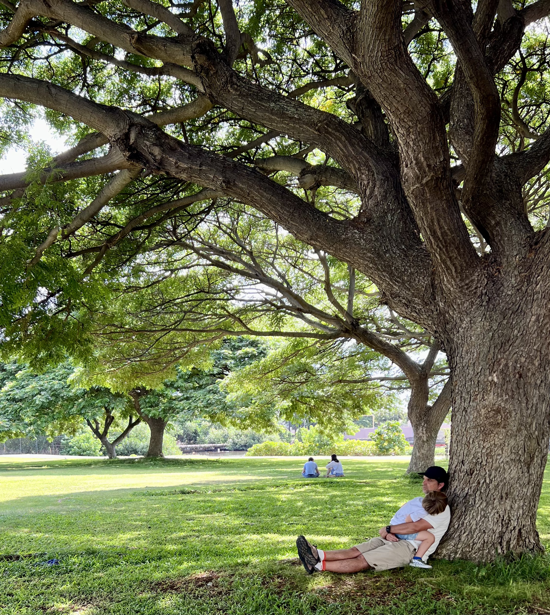 Img: tree, tree trunk, grass, park, person, sitting, vegetation, grove, woodland, oak