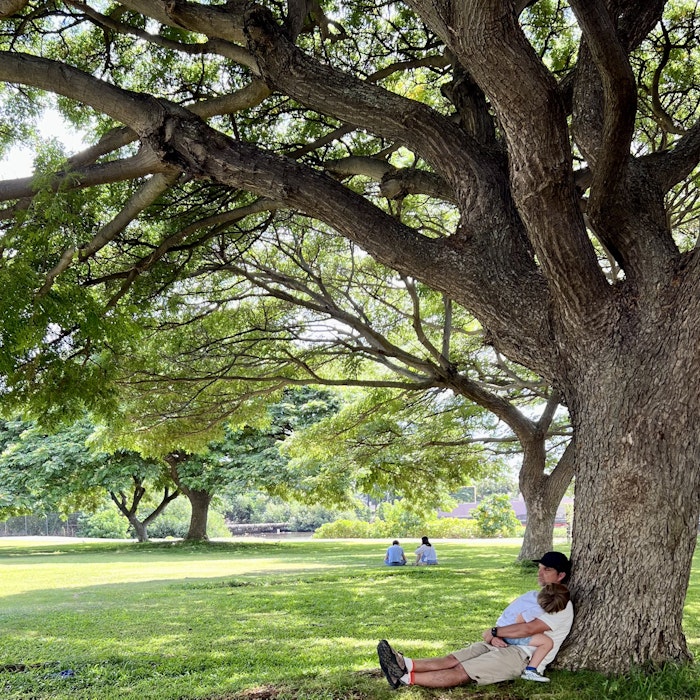 Img: tree, tree trunk, grass, park, person, sitting, vegetation, grove, woodland, oak