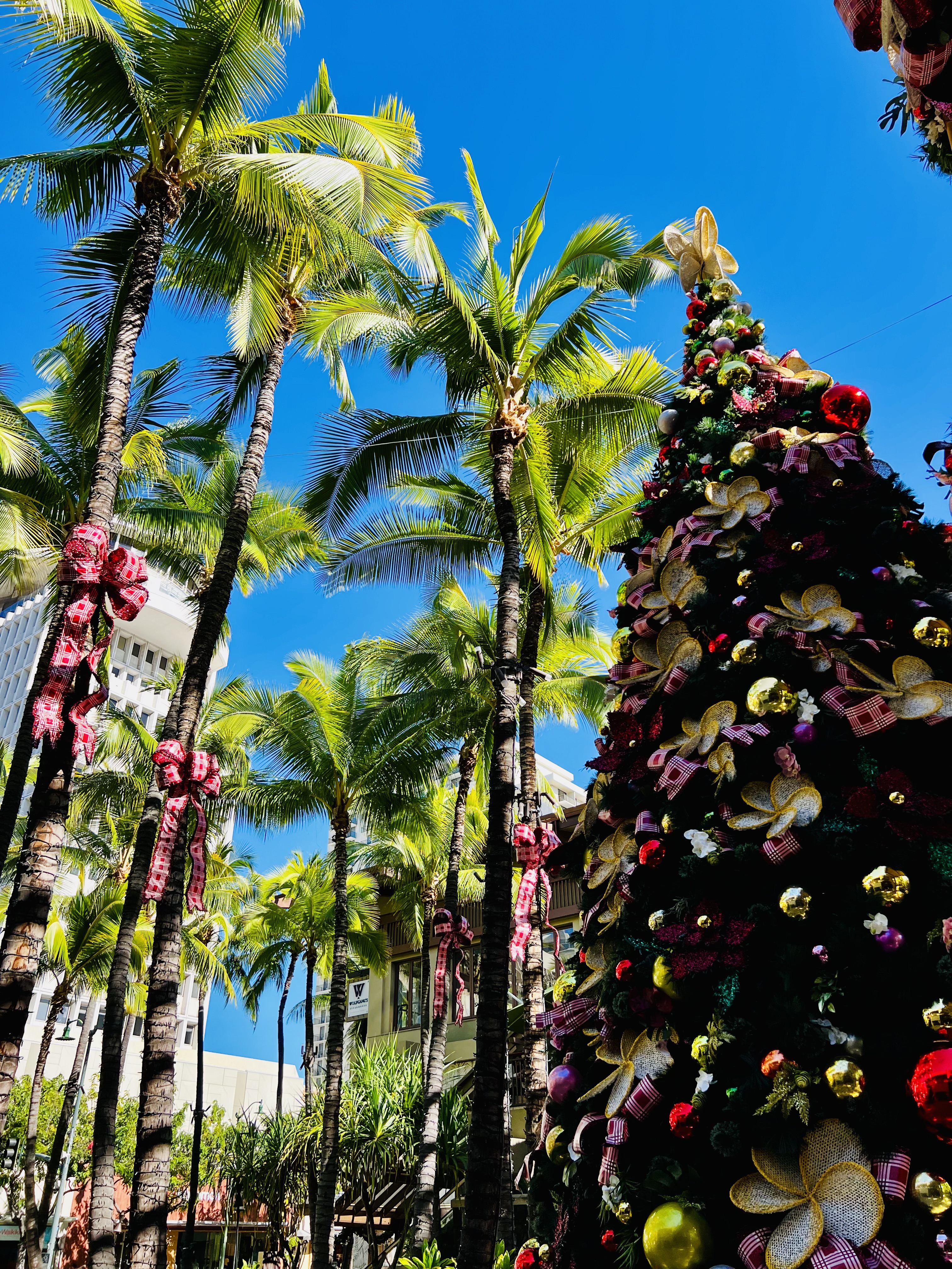 Img: summer, plant, tree, arbour, garden, nature, outdoors
