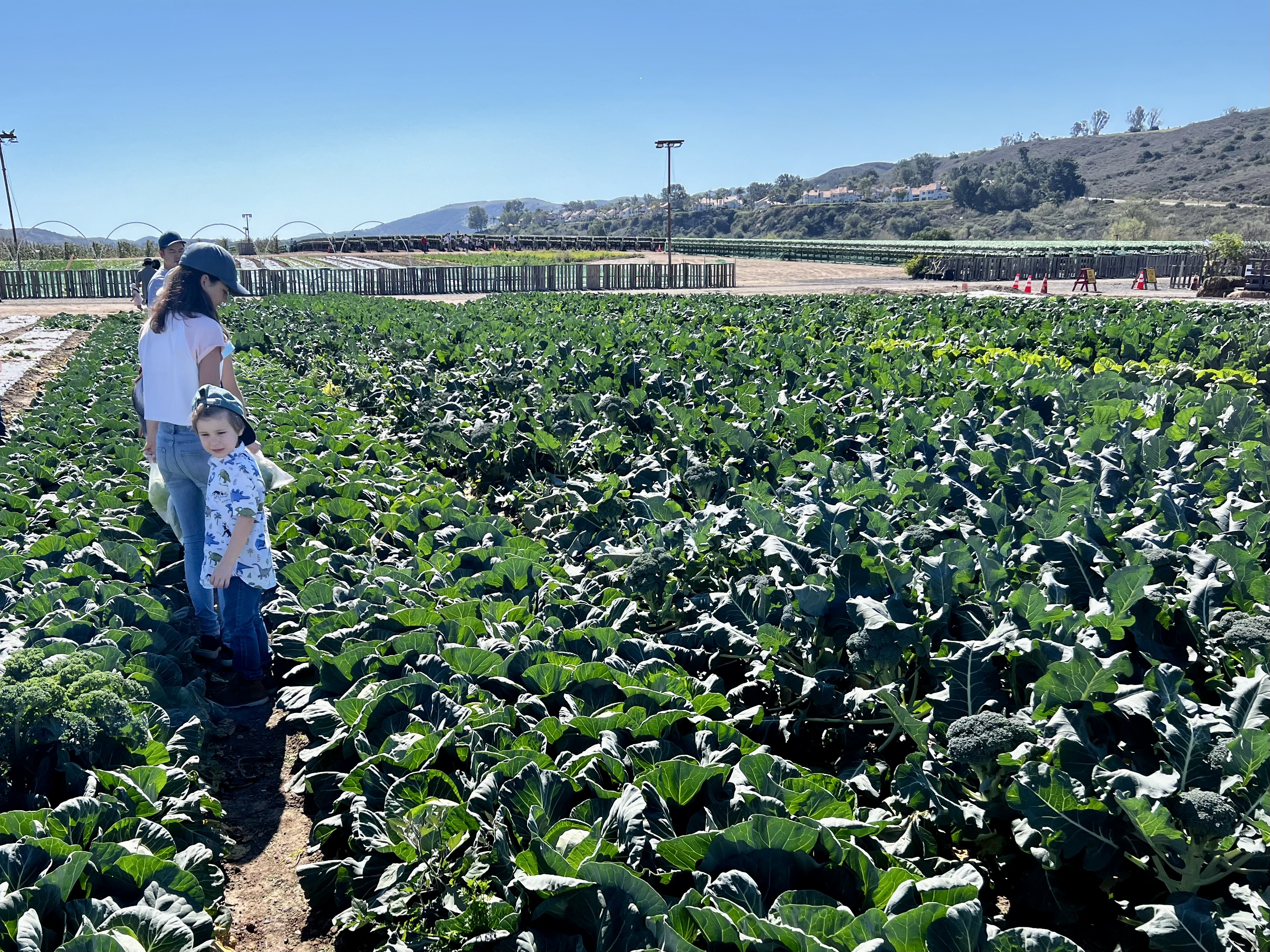 Img: clothing, hat, person, food, leafy green vegetable, plant, produce, vegetable, field