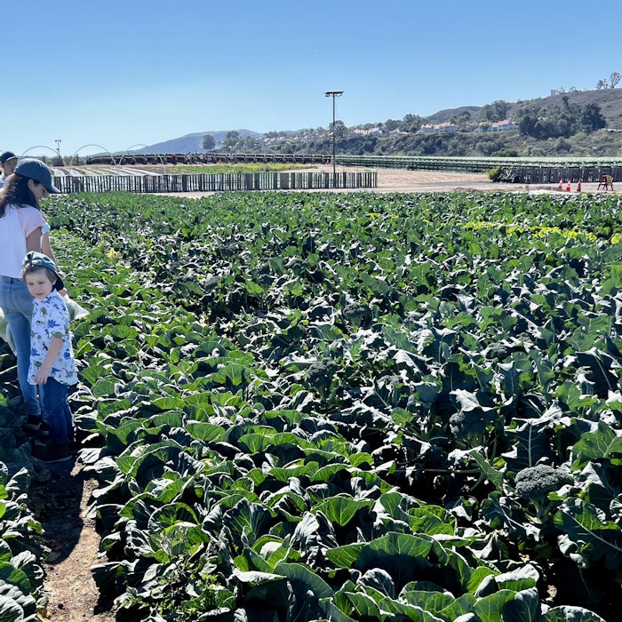 Img: clothing, hat, person, food, leafy green vegetable, plant, produce, vegetable, field