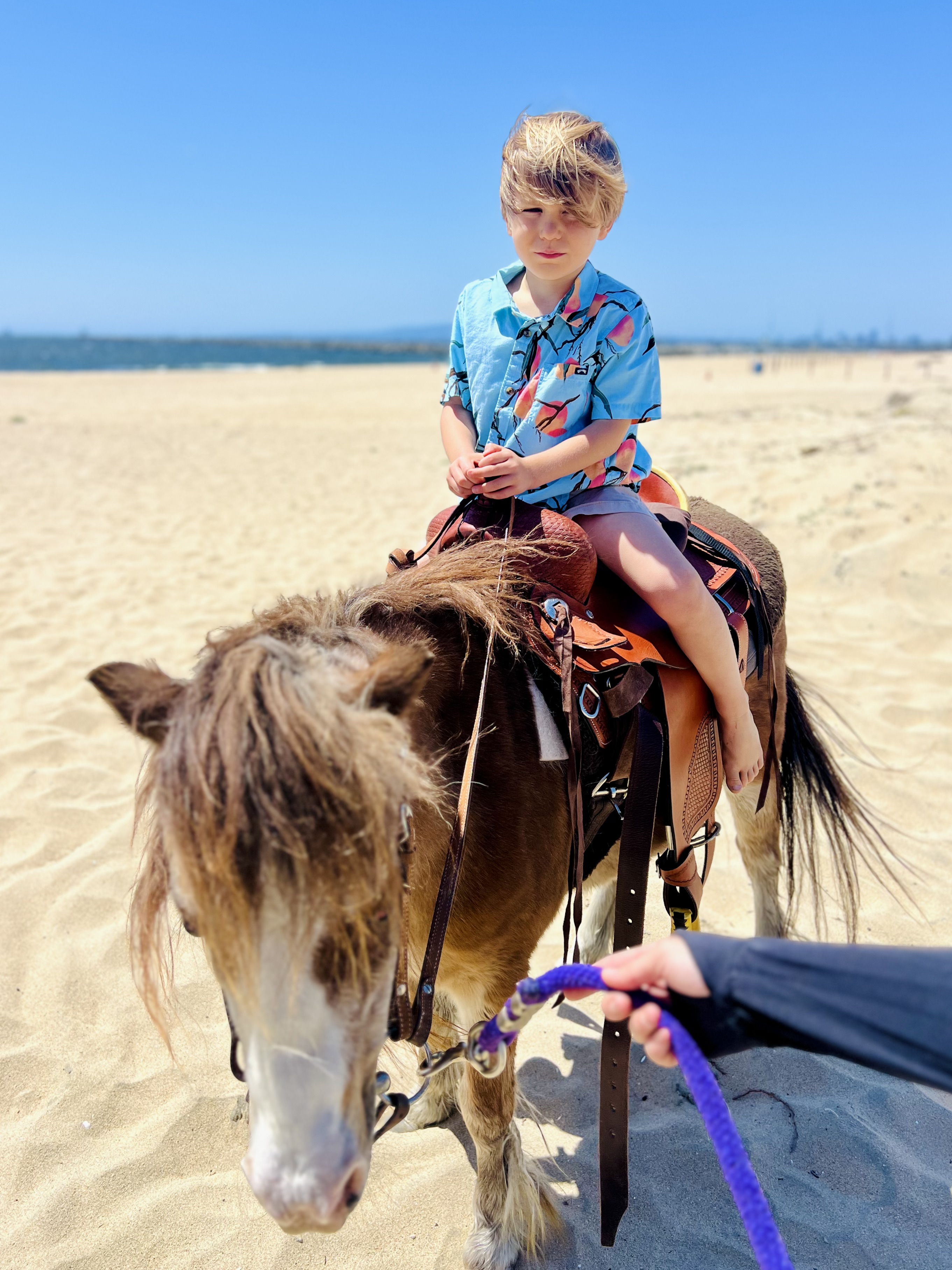 Img: photography, person, portrait, beach, nature, outdoors, sea, horse, mammal, horseback riding