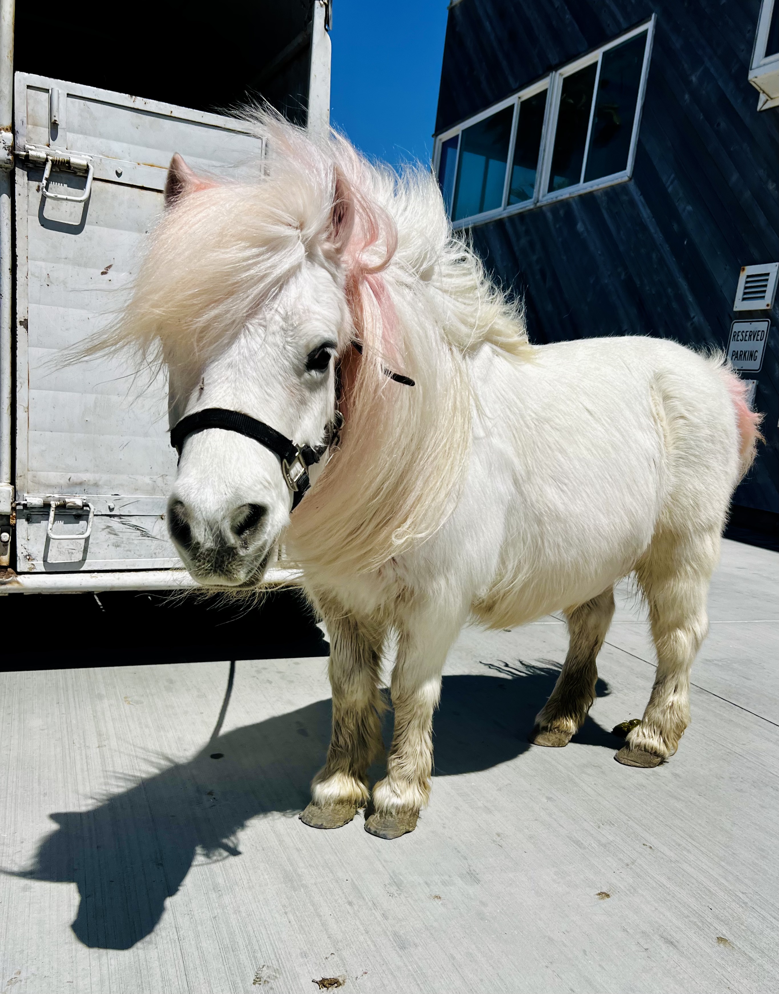 Img: animal, horse, mammal