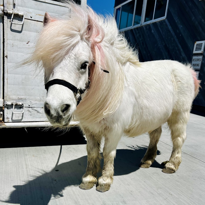 Img: animal, horse, mammal