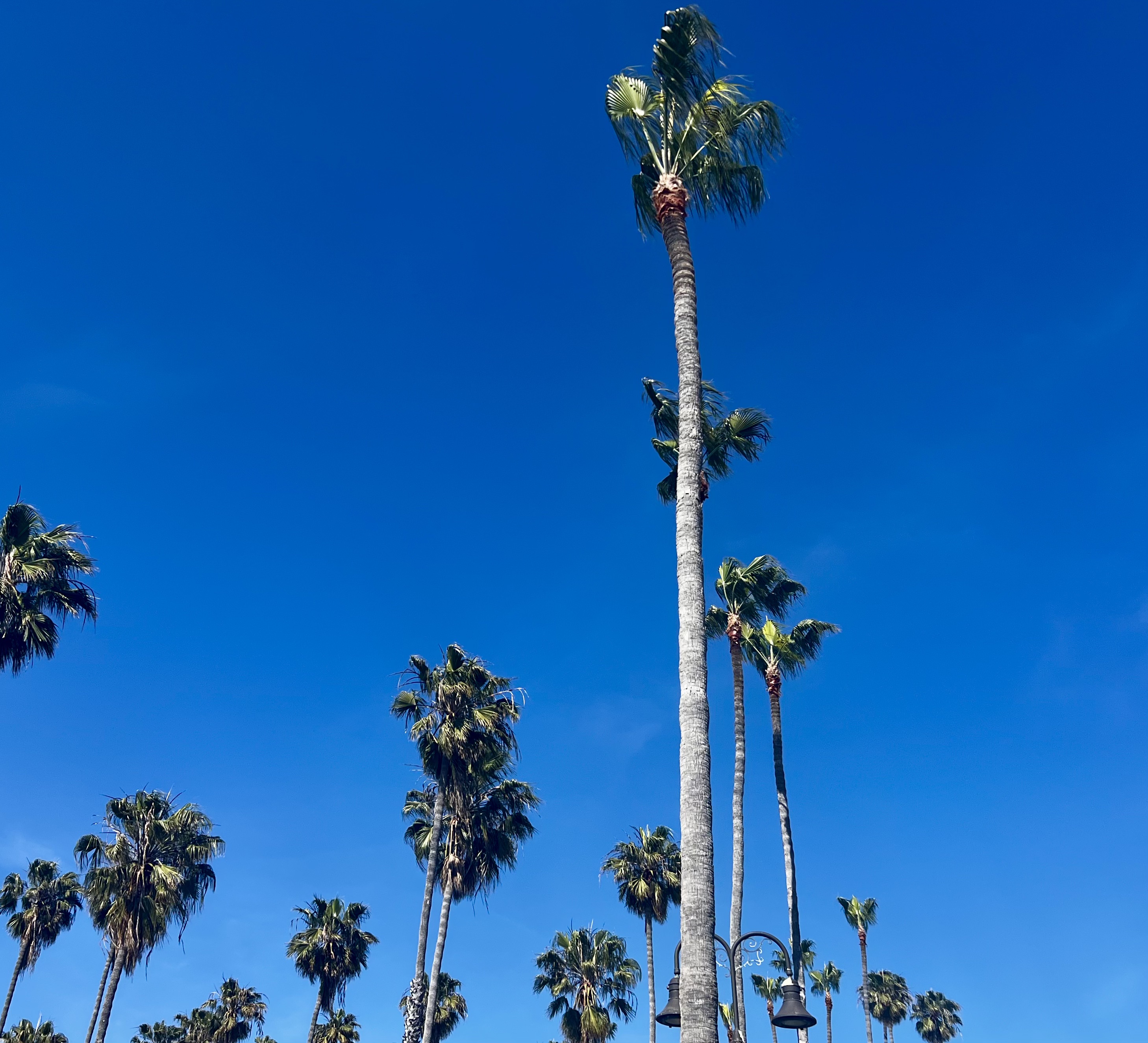 Img: palm tree, plant, tree, outdoors, vegetation, land, nature, woodland, sky