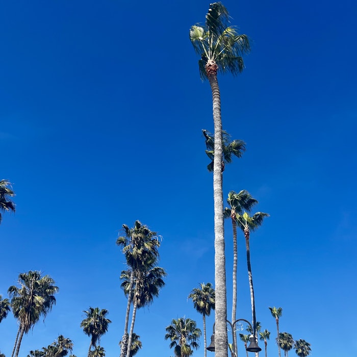 Img: palm tree, plant, tree, outdoors, vegetation, land, nature, woodland, sky
