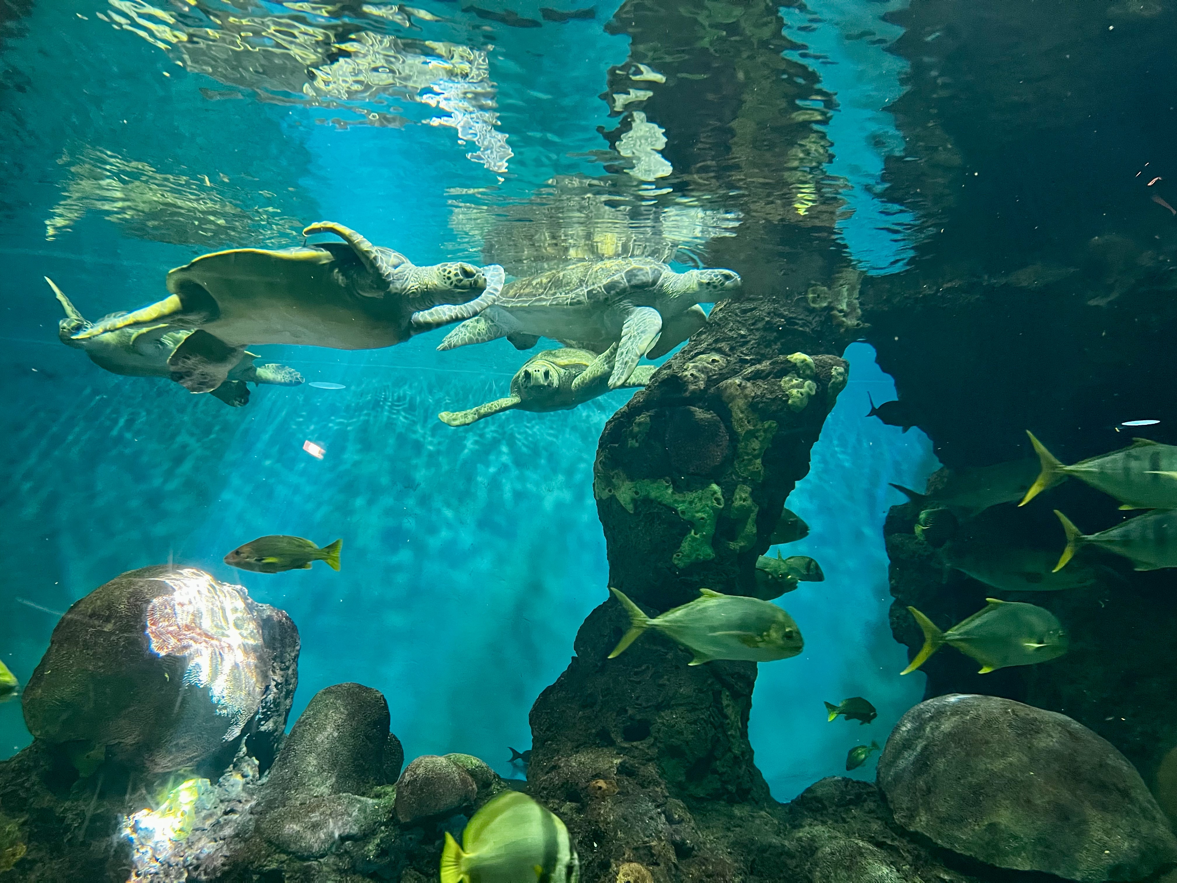 Img: aquatic, water, aquarium, fish, sea life, outdoors, nature, person, tortoise, reef