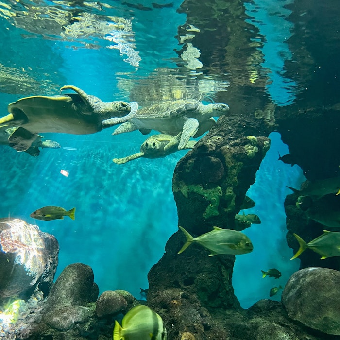 Img: aquatic, water, aquarium, fish, sea life, outdoors, nature, person, tortoise, reef