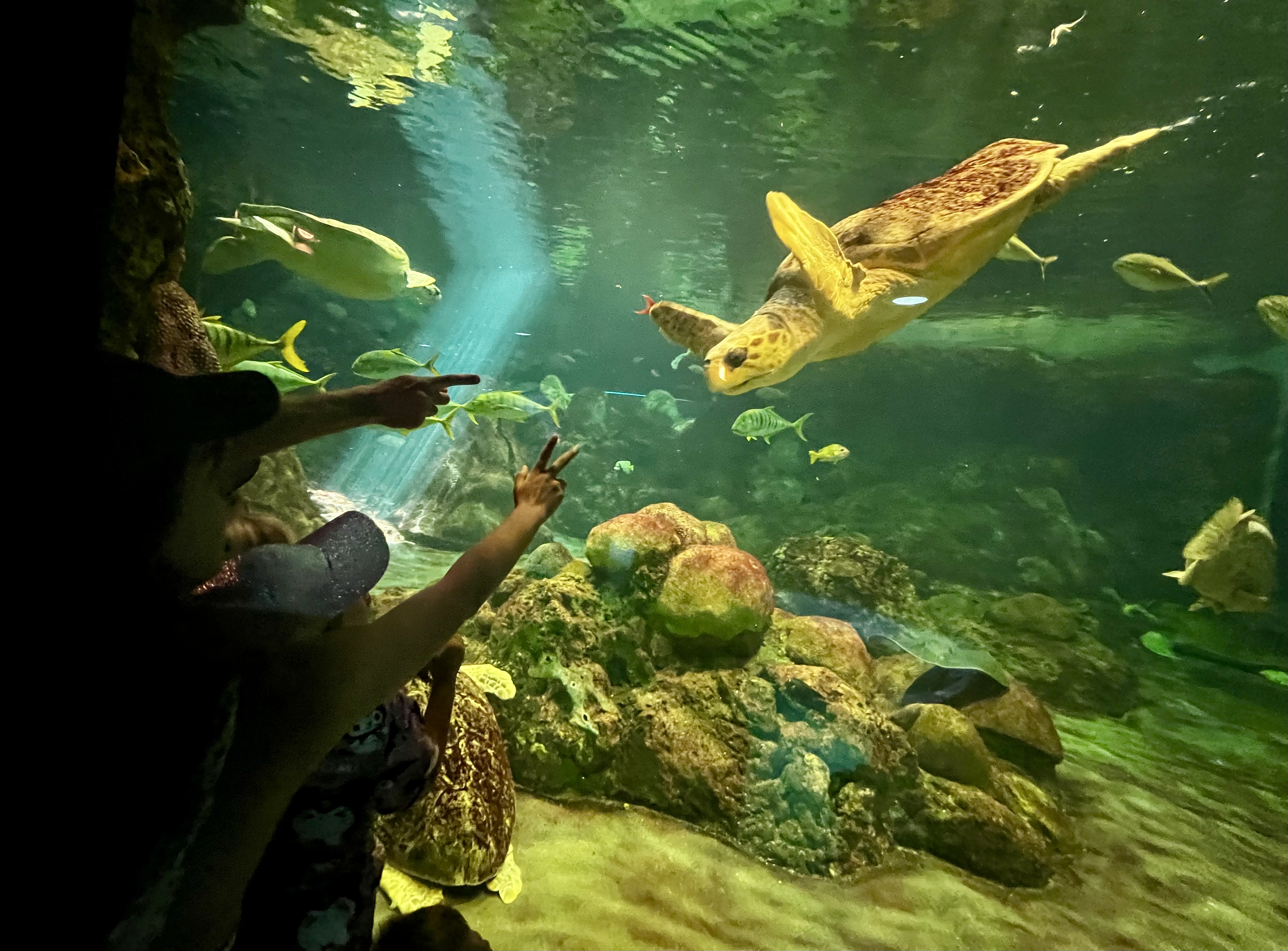 Img: aquatic, water, animal, aquarium, sea life, person, nature, outdoors, reef, tortoise