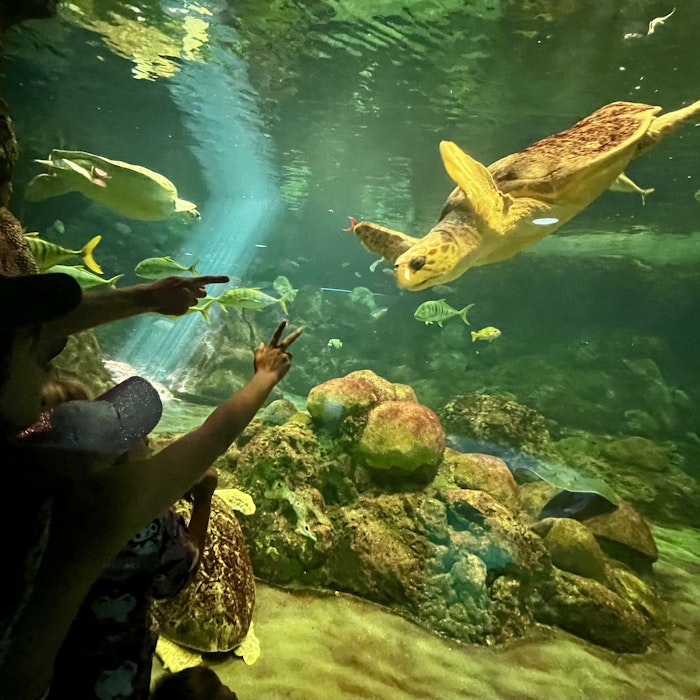 Img: aquatic, water, animal, aquarium, sea life, person, nature, outdoors, reef, tortoise
