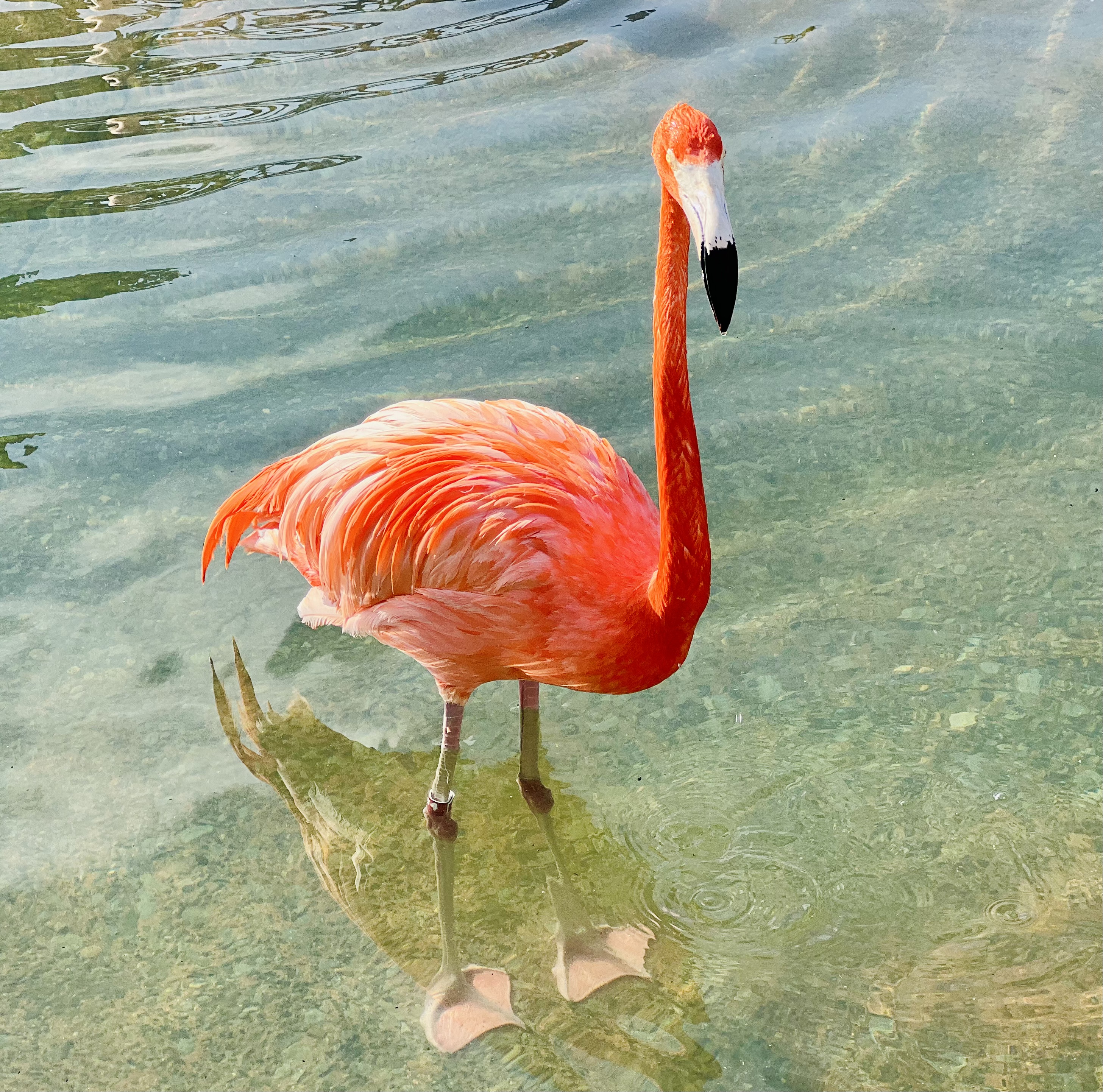 Img: animal, bird, flamingo, beak
