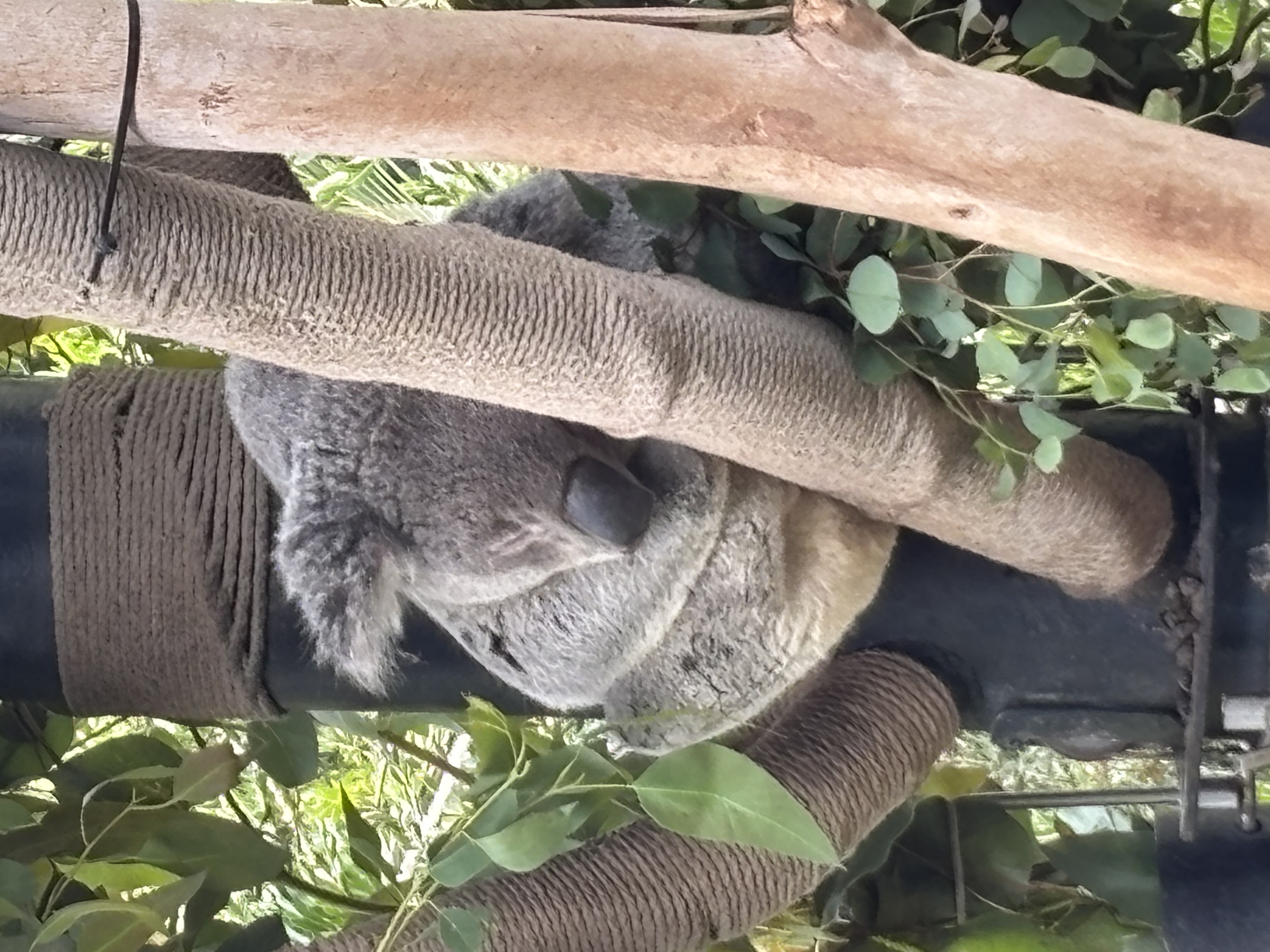 Img: animal, bear, mammal, wildlife, koala