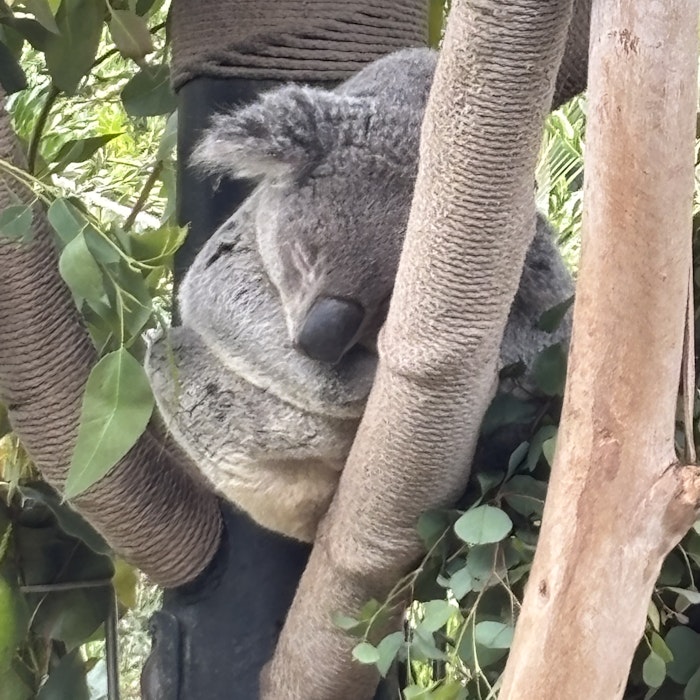 Img: animal, bear, mammal, wildlife, koala