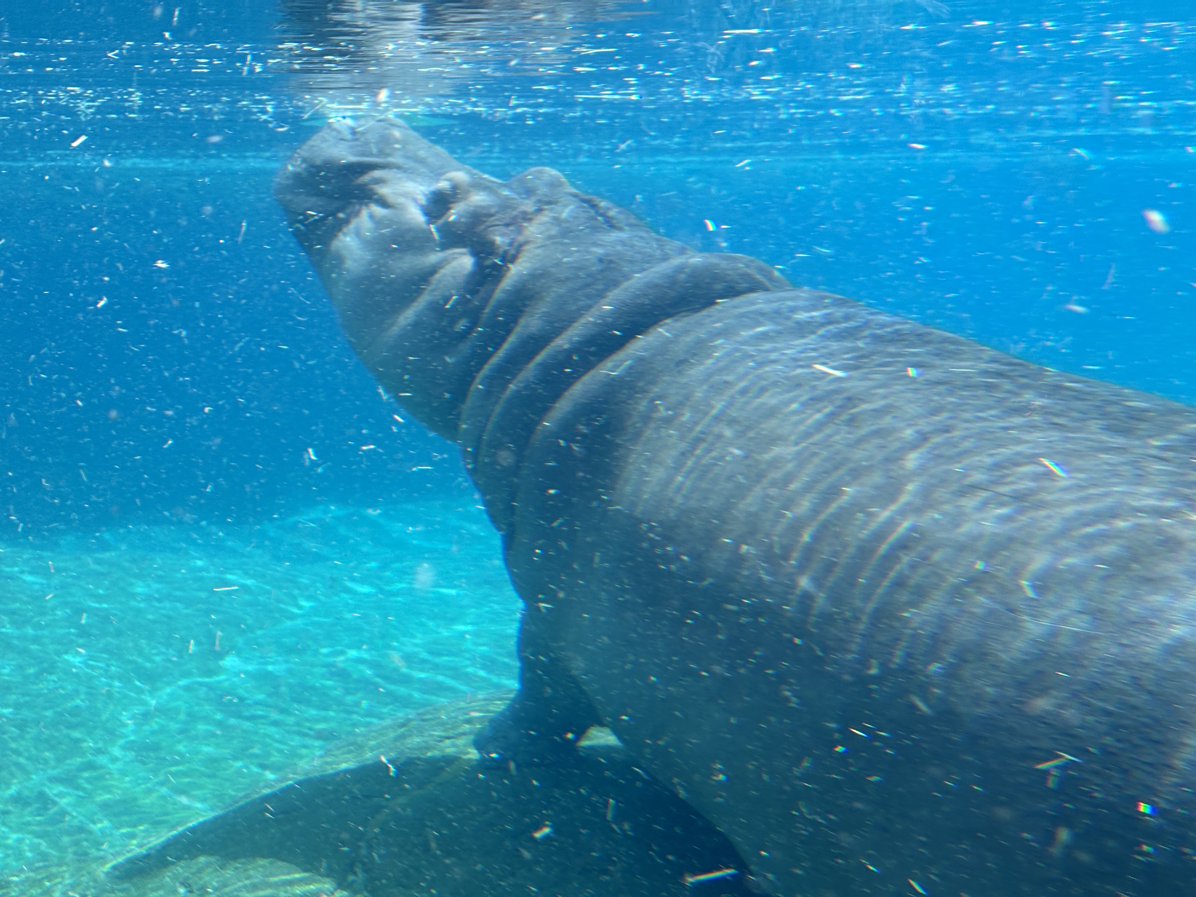 Img: animal, mammal, fish, sea life, shark, hippo, wildlife