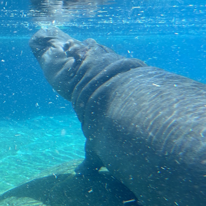 Img: animal, mammal, fish, sea life, shark, hippo, wildlife