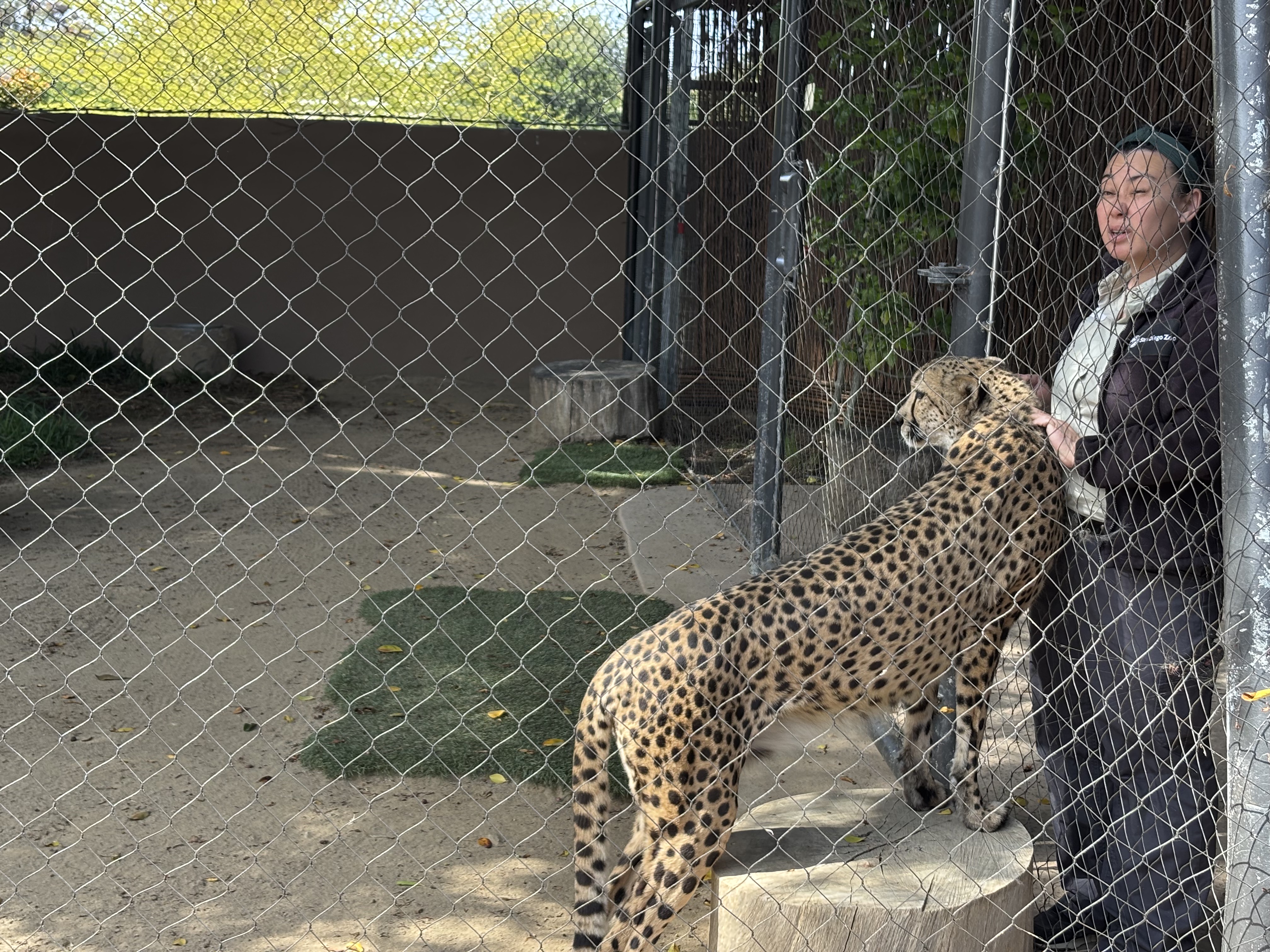 Img: animal, cheetah, mammal, wildlife, zoo, adult, male, man, person