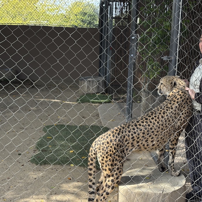 Img: animal, cheetah, mammal, wildlife, zoo, adult, male, man, person