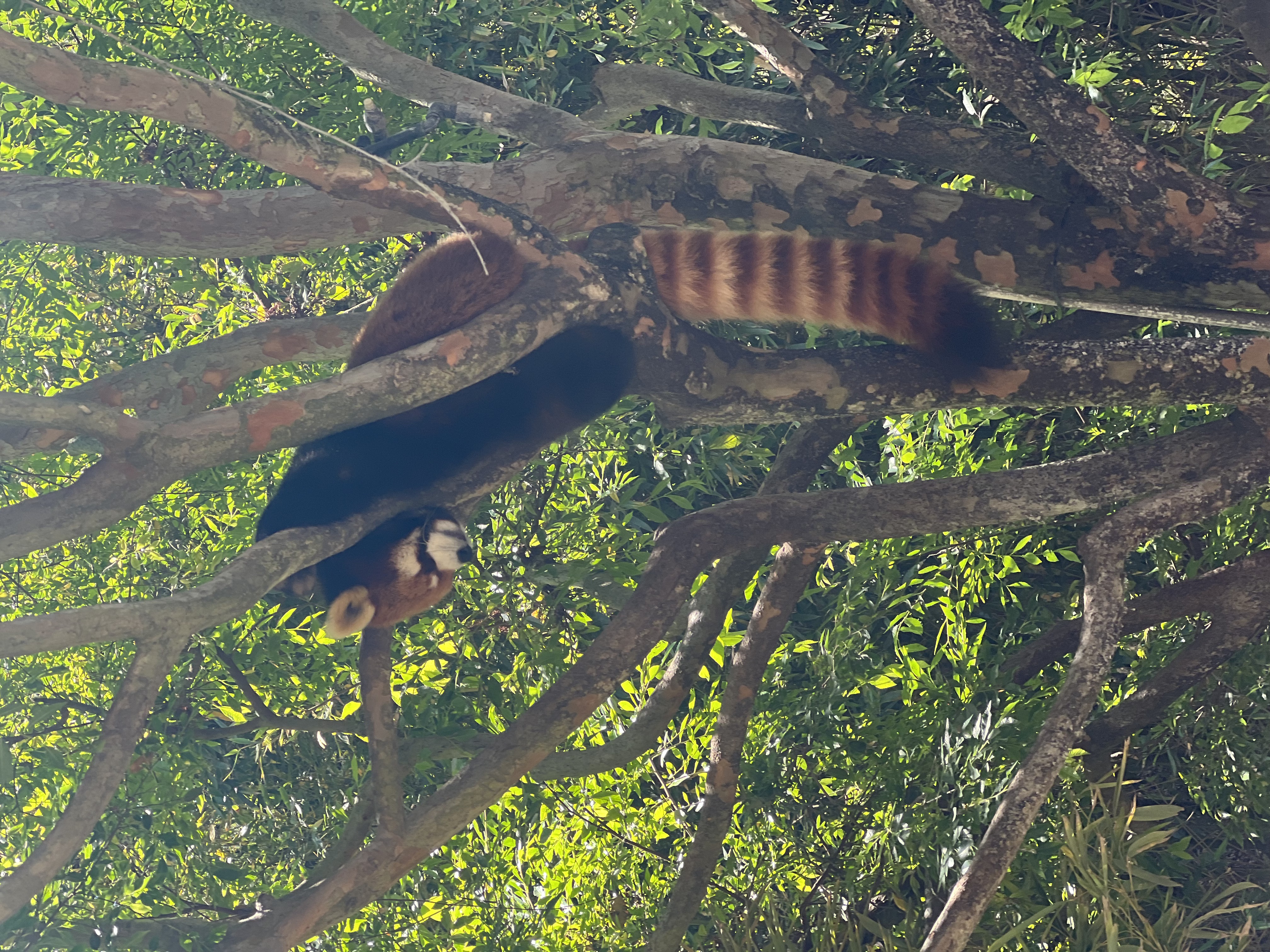 Img: jungle, vegetation, zoo, land, rainforest, tree, grove, woodland, bear, lesser panda