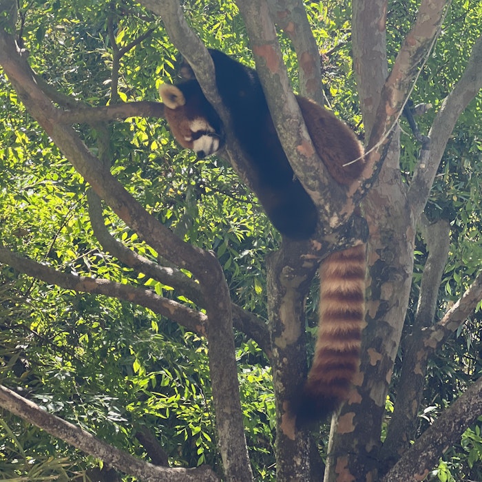 Img: jungle, vegetation, zoo, land, rainforest, tree, grove, woodland, bear, lesser panda