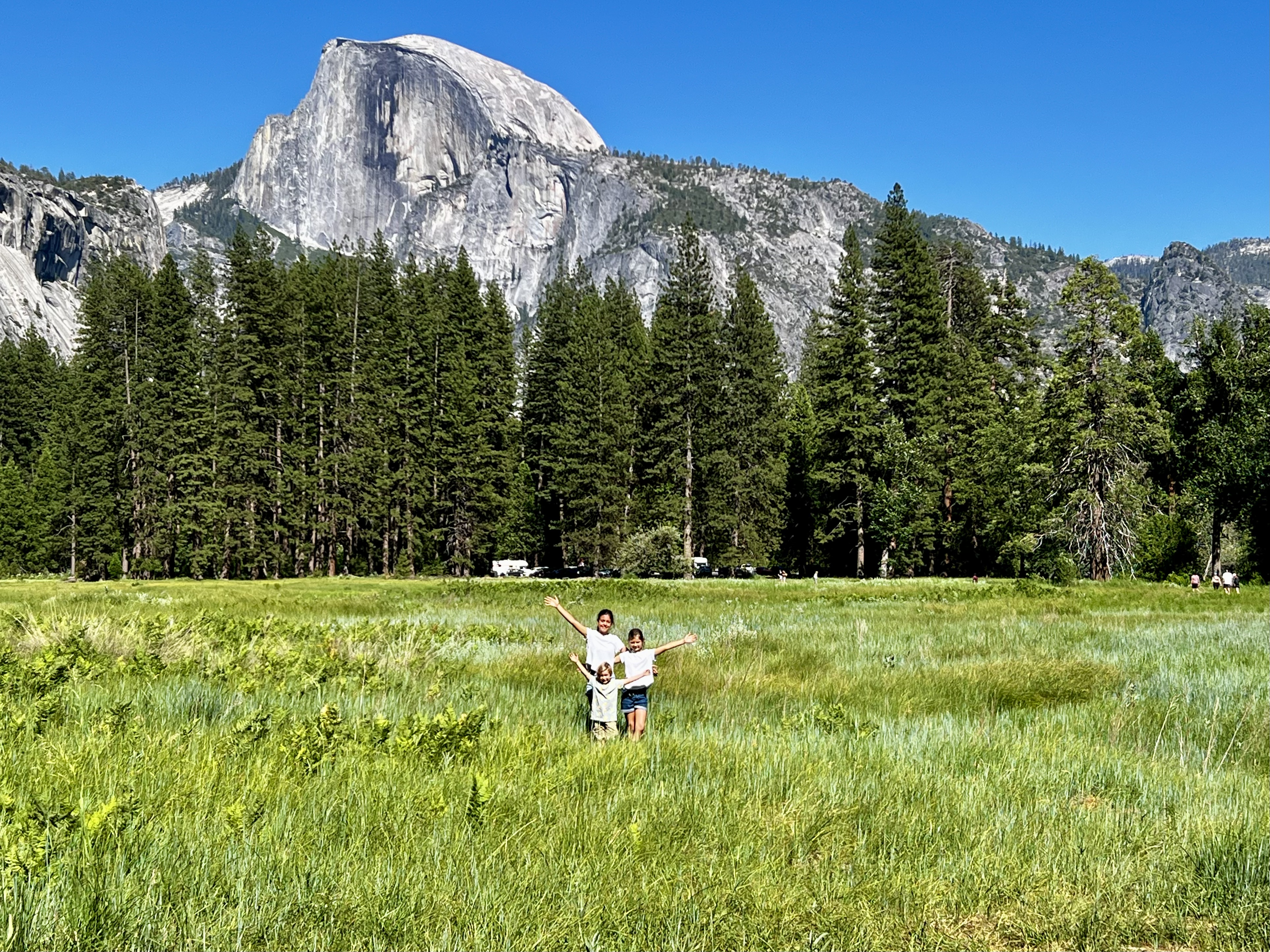 Img: wilderness, grass, tree, grassland, vegetation, landscape, peak, scenery, grove, land