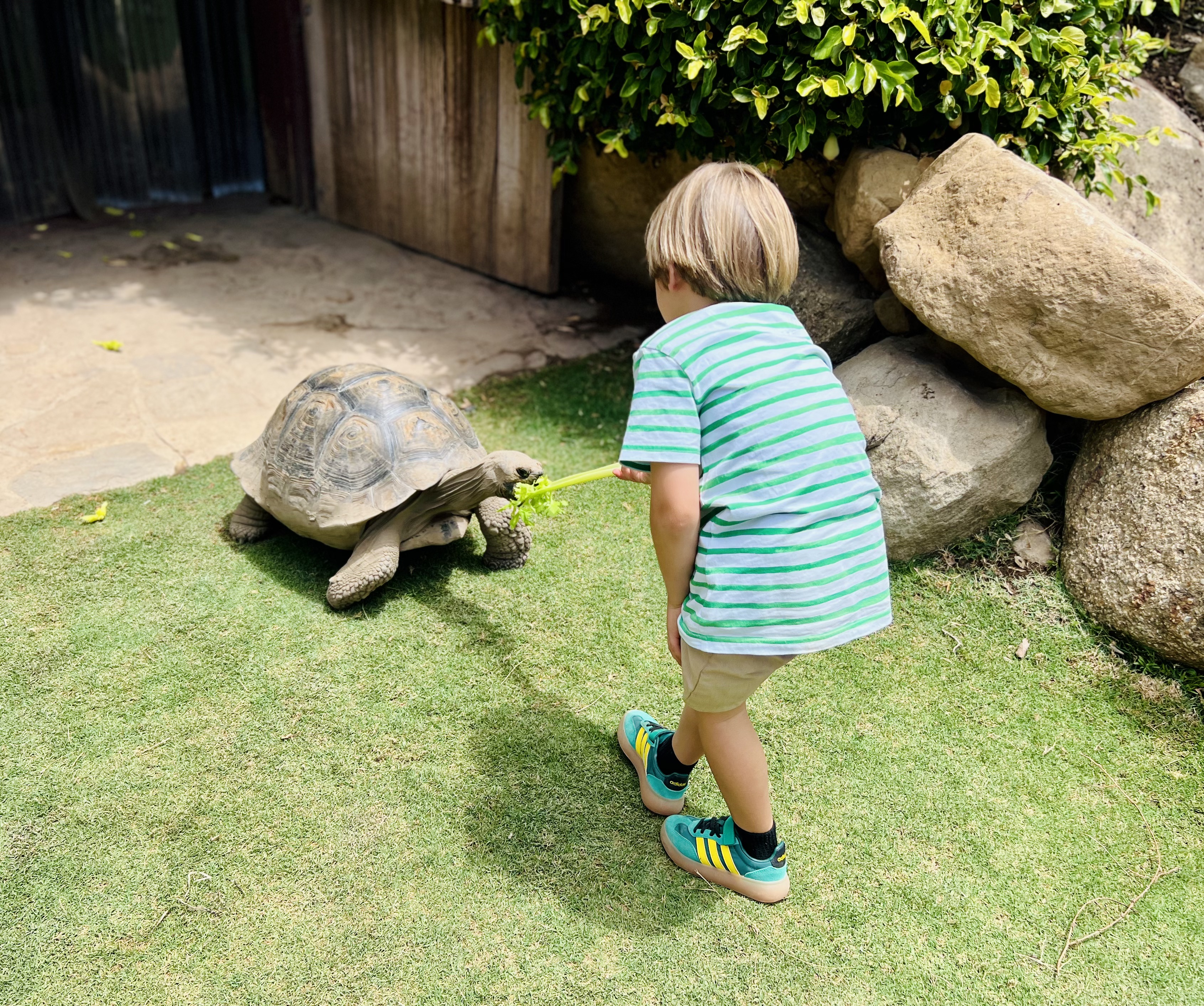 Img: person, animal, sea life, turtle, footwear, shoe, zoo, tortoise, grass, plant