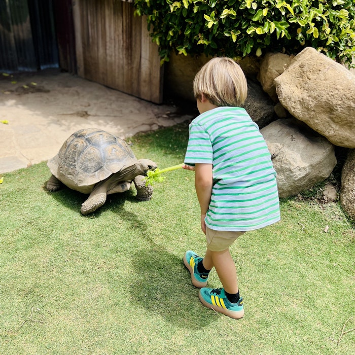Img: person, animal, sea life, turtle, footwear, shoe, zoo, tortoise, grass, plant