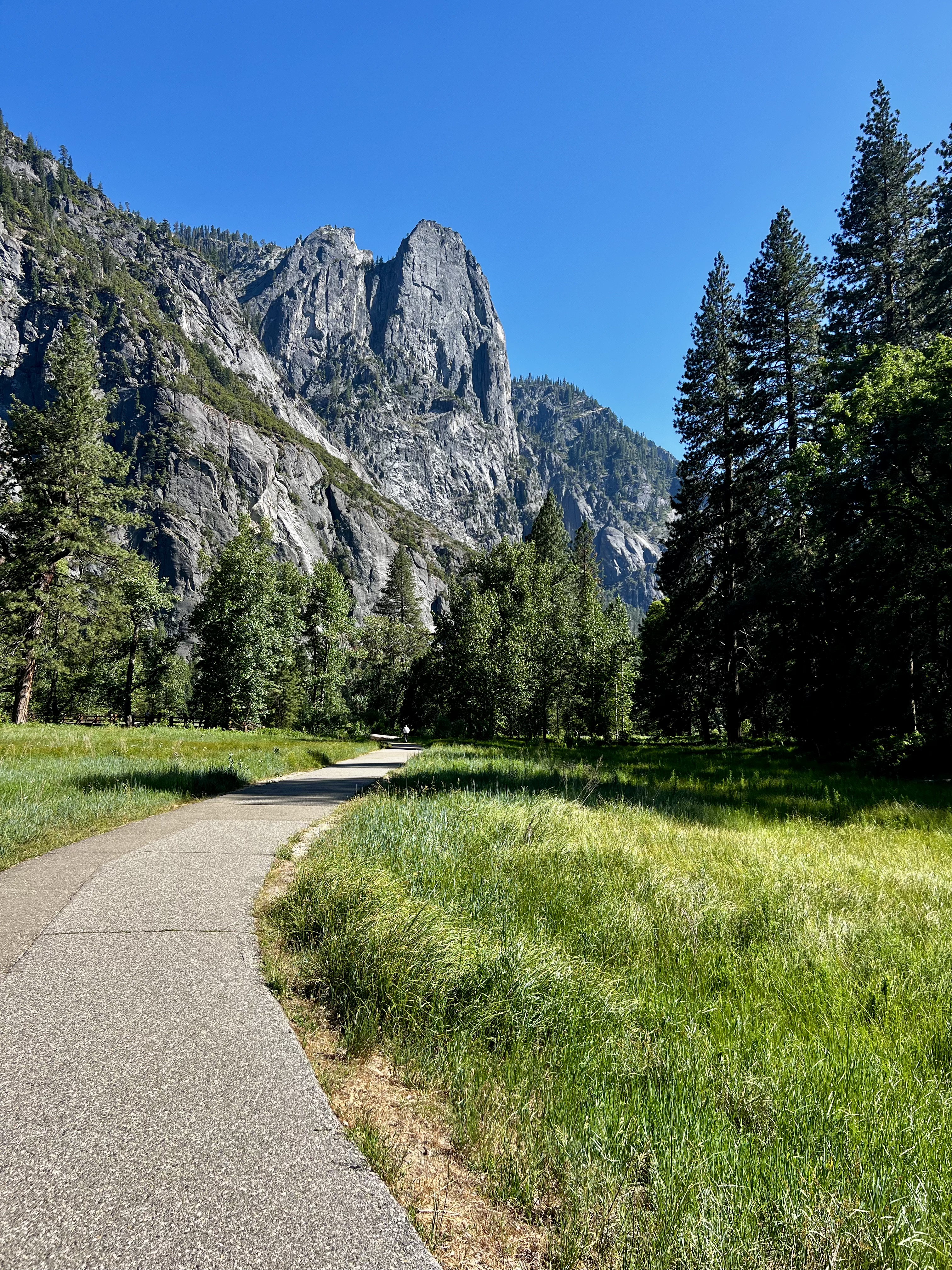 Img: fir, tree, outdoors, housing, nature, scenery, path, road, house, aerial view