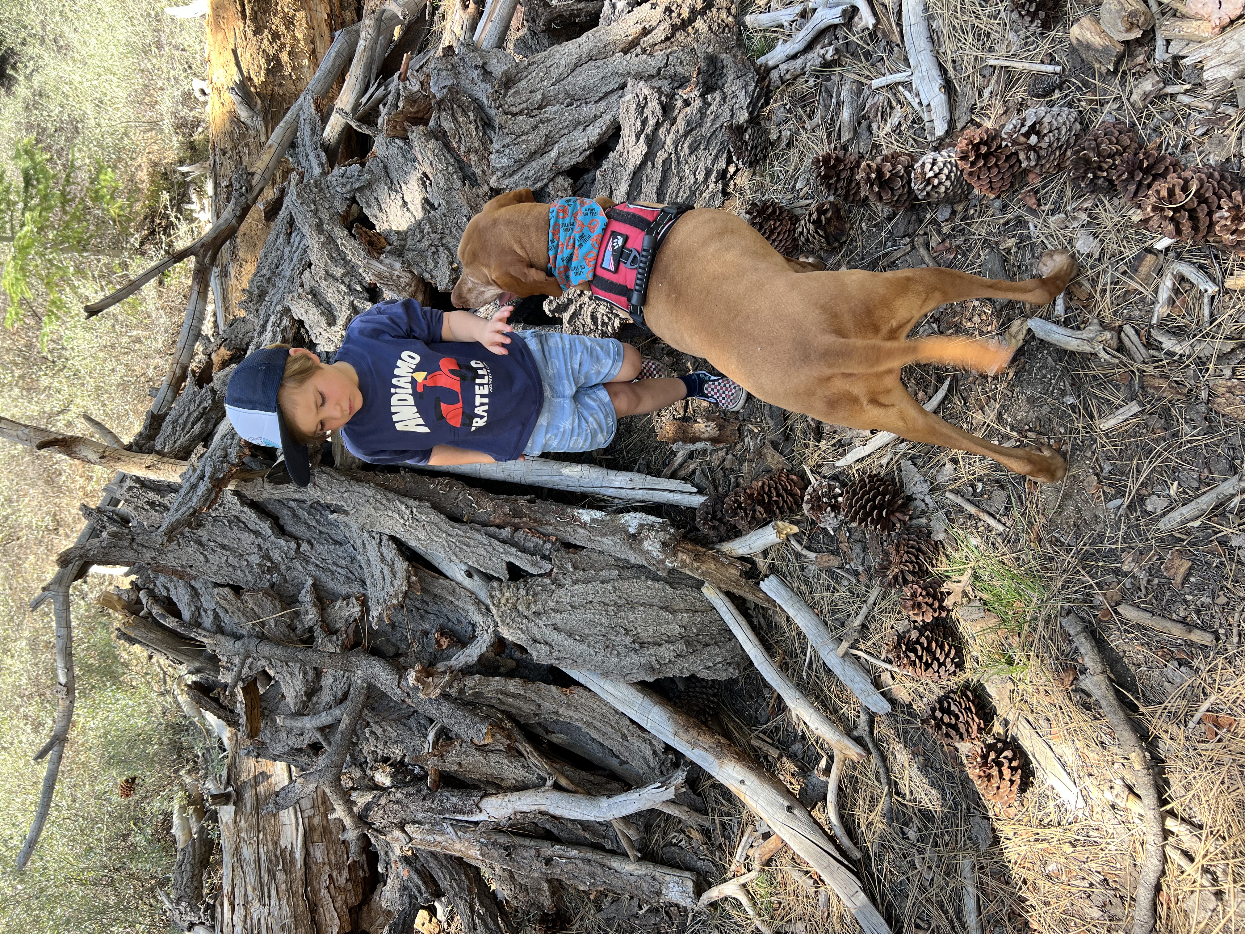 Img: wood, person, photography, portrait, t-shirt, hat, baseball cap, wilderness, boy, child
