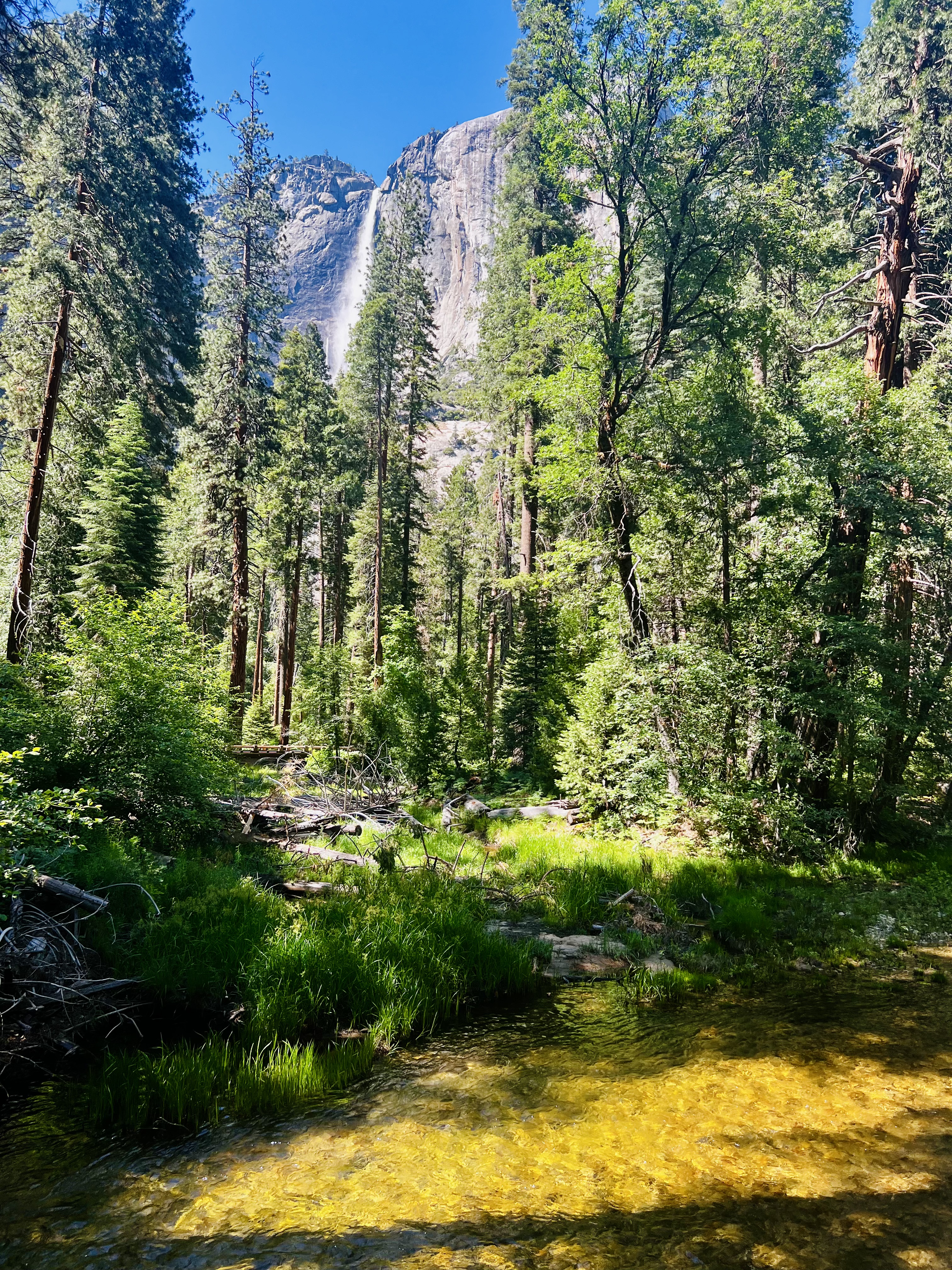 Img: grove, land, tree, vegetation, wilderness, woodland, scenery, jungle, rock, fir