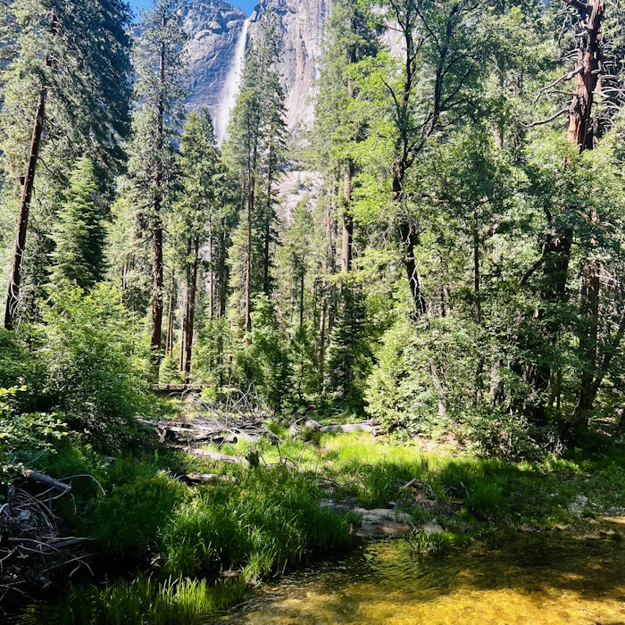 Img: grove, land, tree, vegetation, wilderness, woodland, scenery, jungle, rock, fir