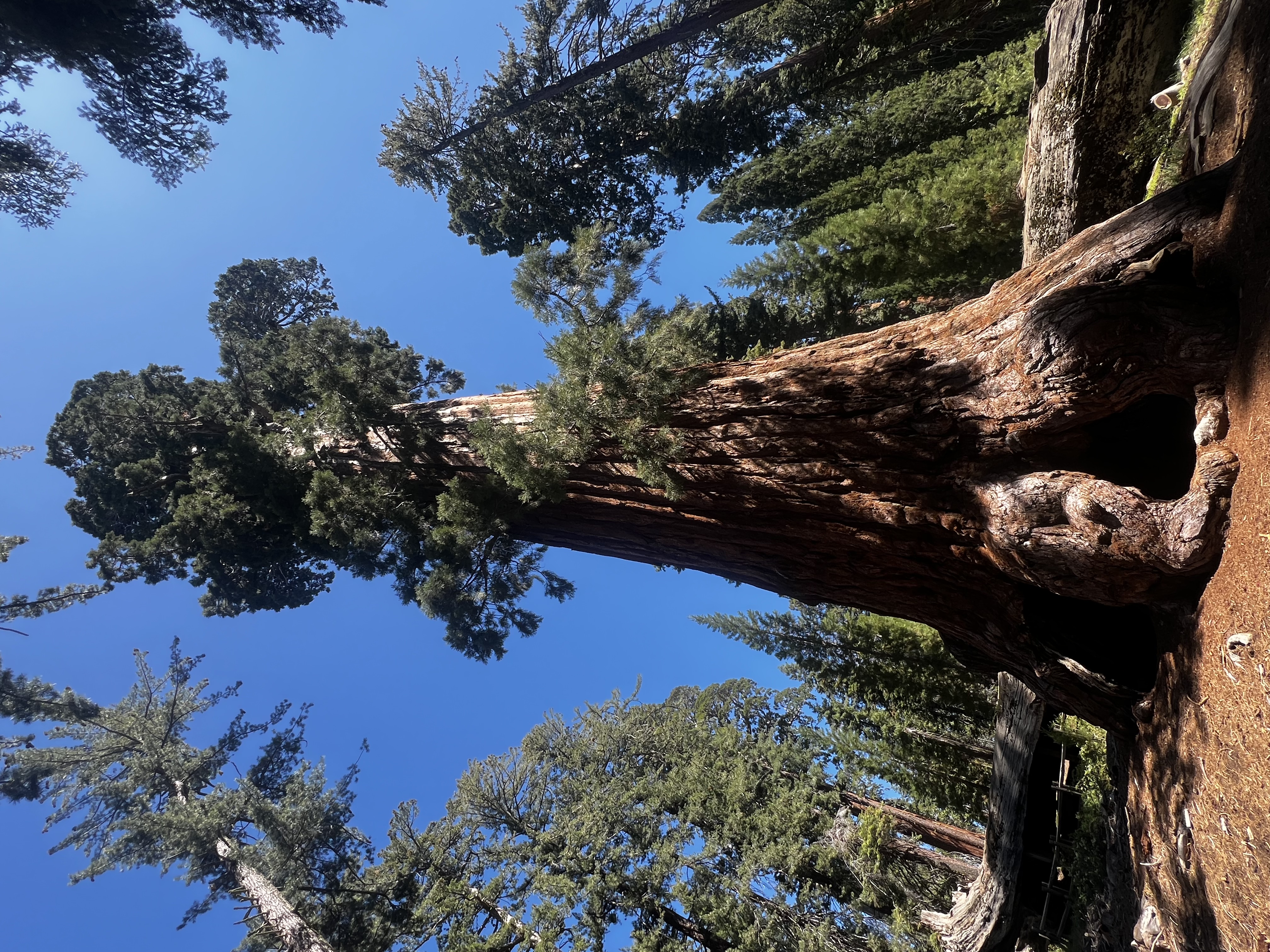 Img: plant, tree, grove, land, nature, outdoors, vegetation, woodland, redwood