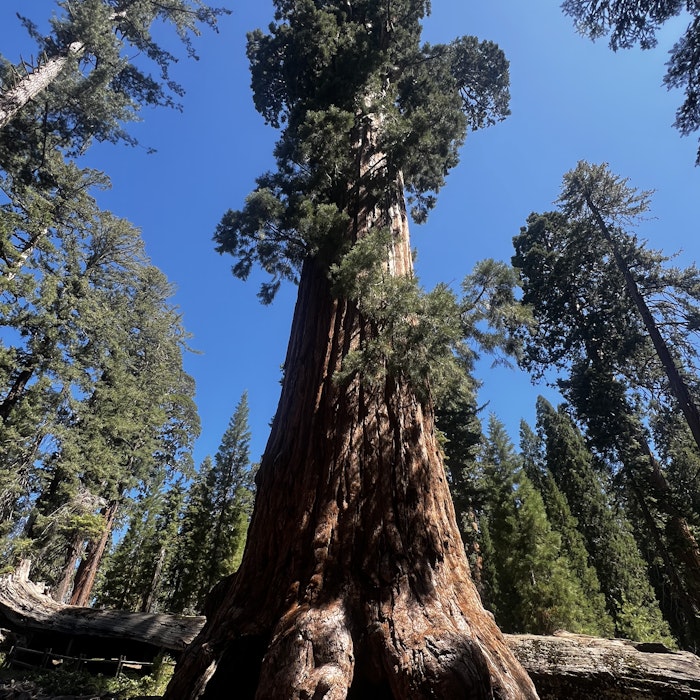 Img: plant, tree, grove, land, nature, outdoors, vegetation, woodland, redwood