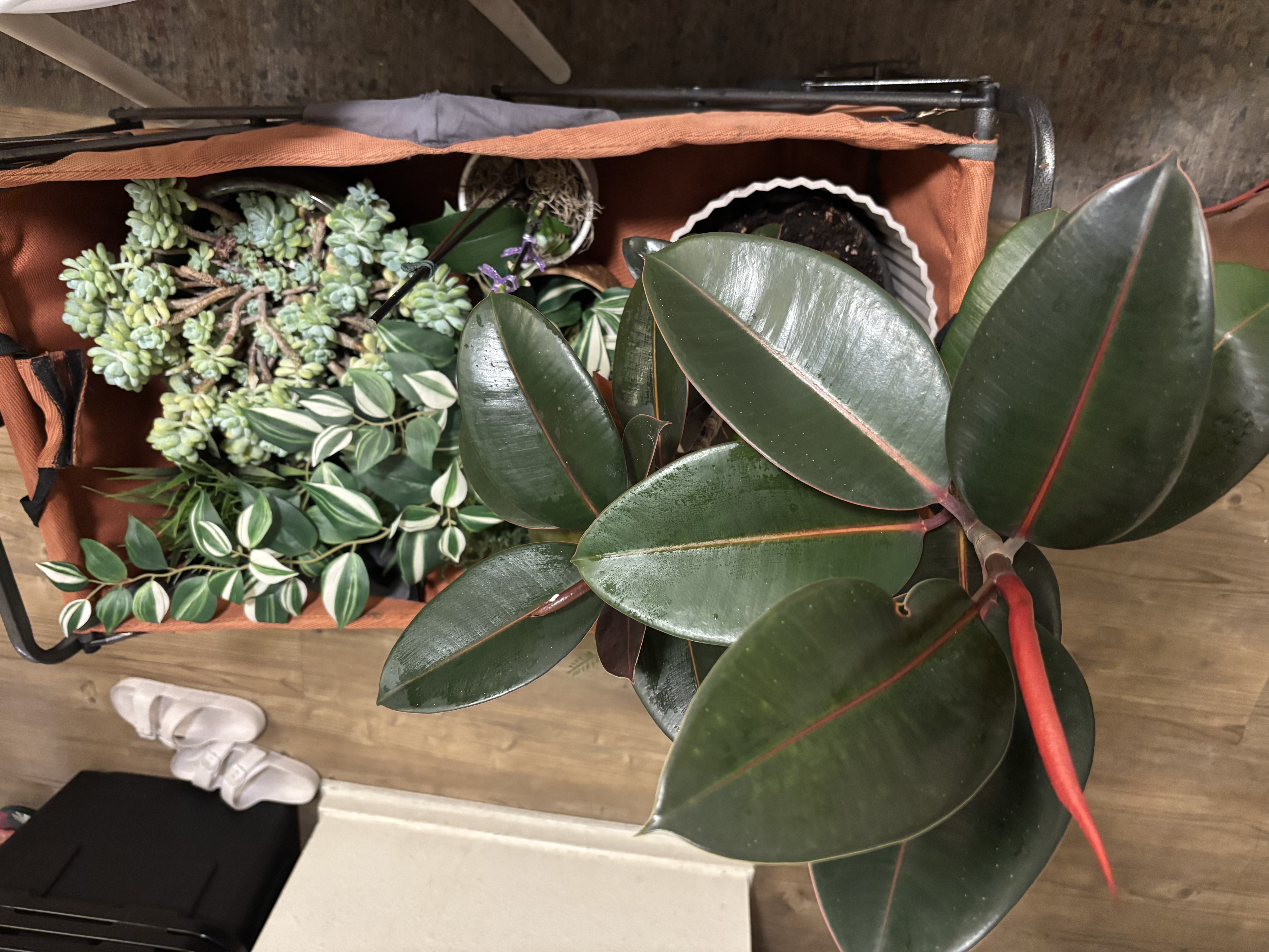 Img: plant, potted plant, leaf, flower, flower arrangement, planter, pottery, vase, footwear, shoe