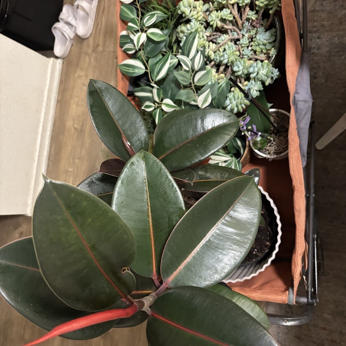 Img: plant, potted plant, leaf, flower, flower arrangement, planter, pottery, vase, footwear, shoe