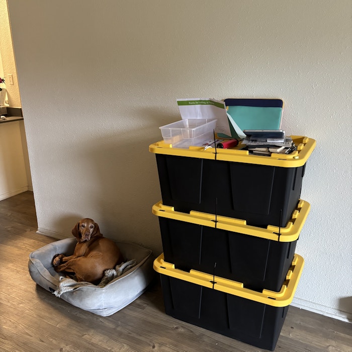 Img: box, animal, canine, dog, mammal, pet, furniture