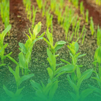 Plants growing out of soil