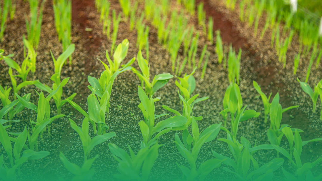 Plants growing out of soil