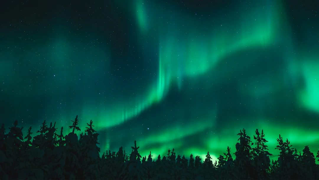 Green and turqoise northern lights in a night sky with treetops