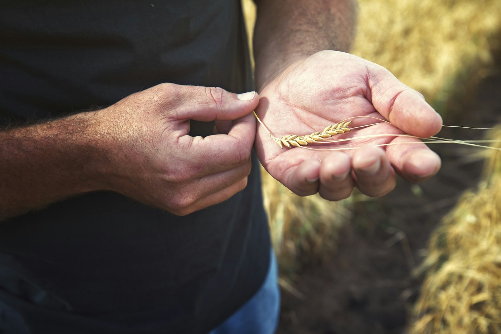 Distiller’s Perspective Laws Whiskey and the FarmtoBottle Connection