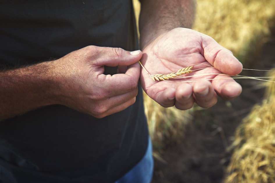 Distiller’s Perspective Laws Whiskey and the FarmtoBottle Connection