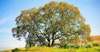 Beyond Quercus Alba: Distillers Eye Other American Oaks for Novel Flavor Image
