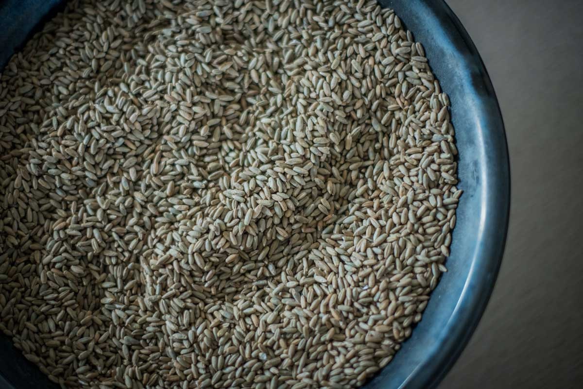 Making Spirits with Uncommon Grain Varieties | Craft Spirits & Distilling