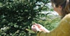 Found Flavor: How and Why to Forage for Your Spirits Image